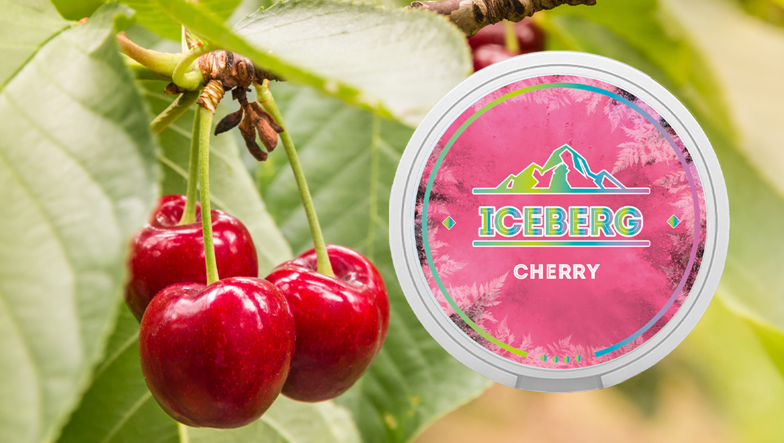 Buy Iceberg Cherry nicotine pouches